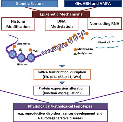 Epigenetic Changes Associated With Exposure to Glyphosate-Based Herbicides in Mammals